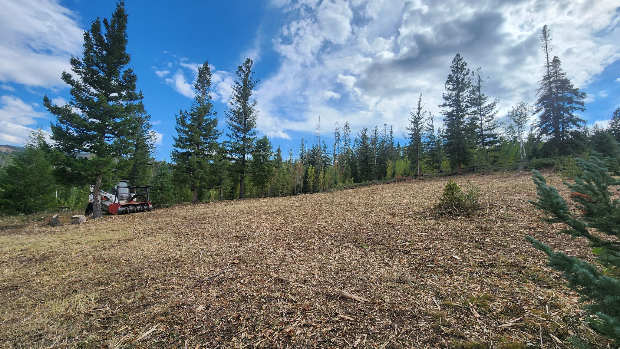 Fuels Reduction in Colorado