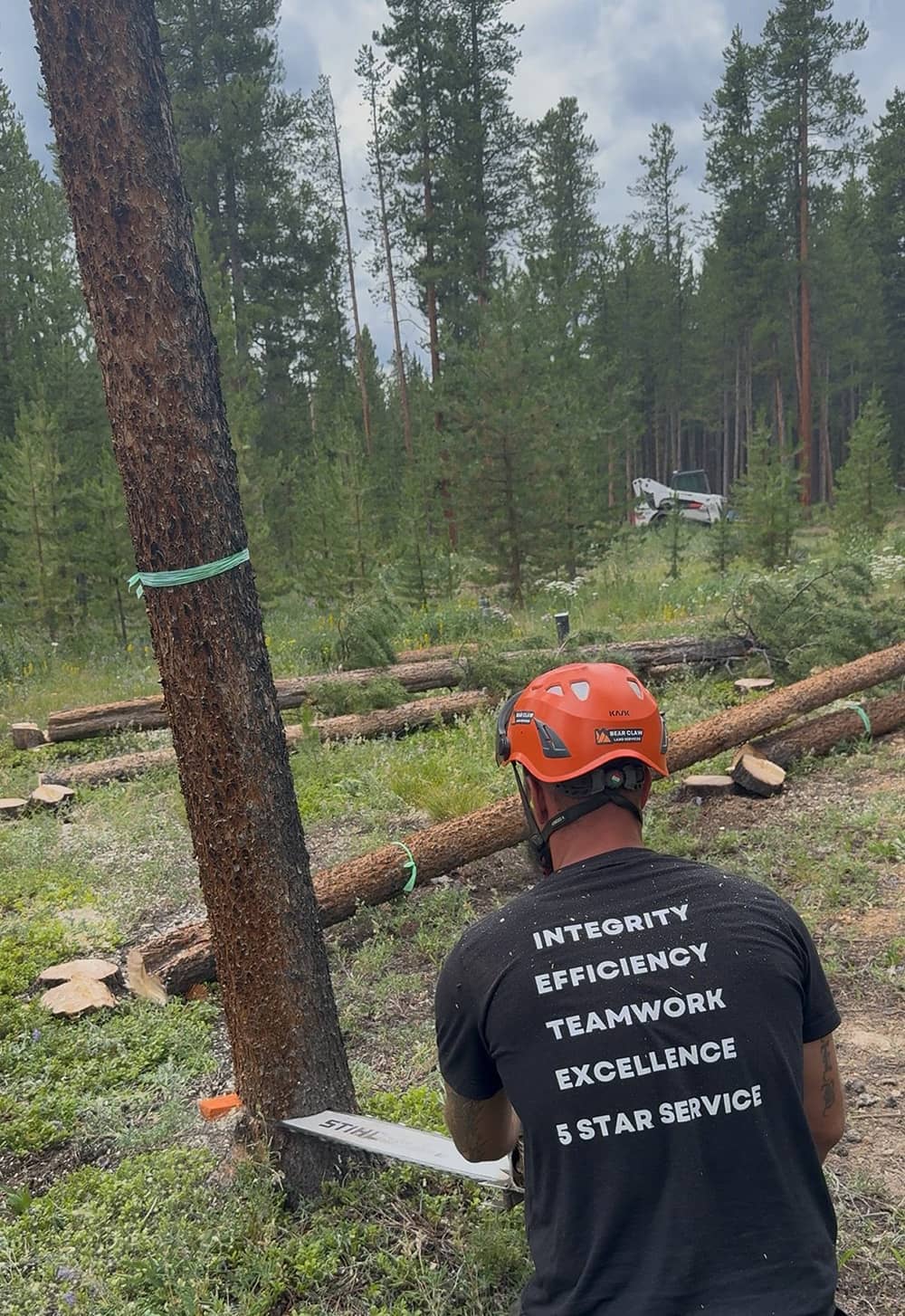 Tree Removal?? in Colorado