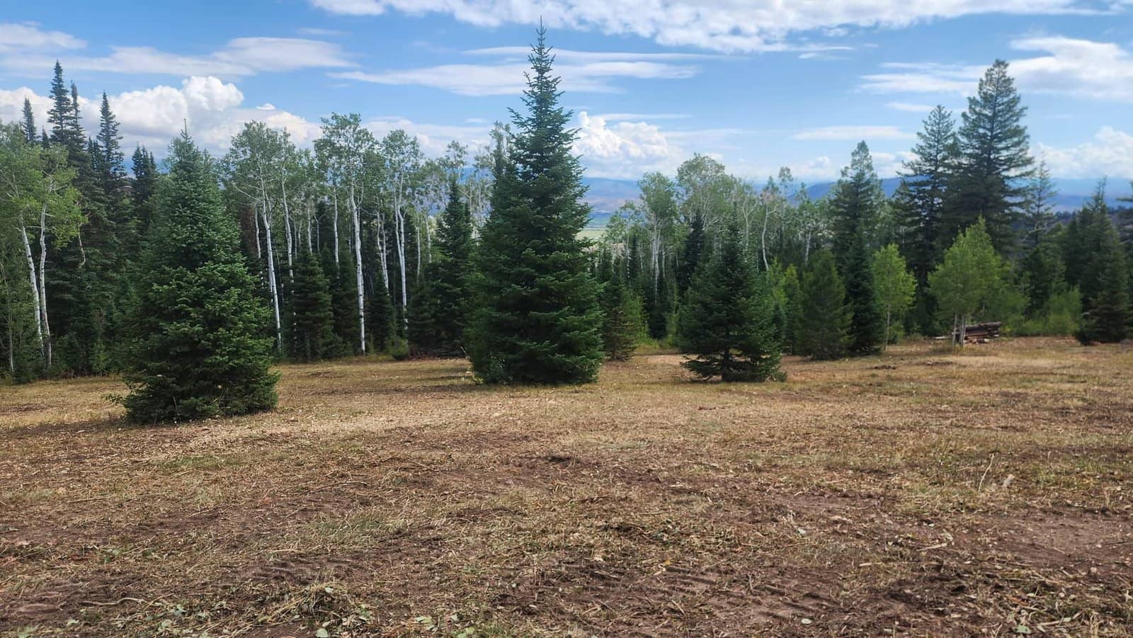 Wildfire Mitigation? in Colorado