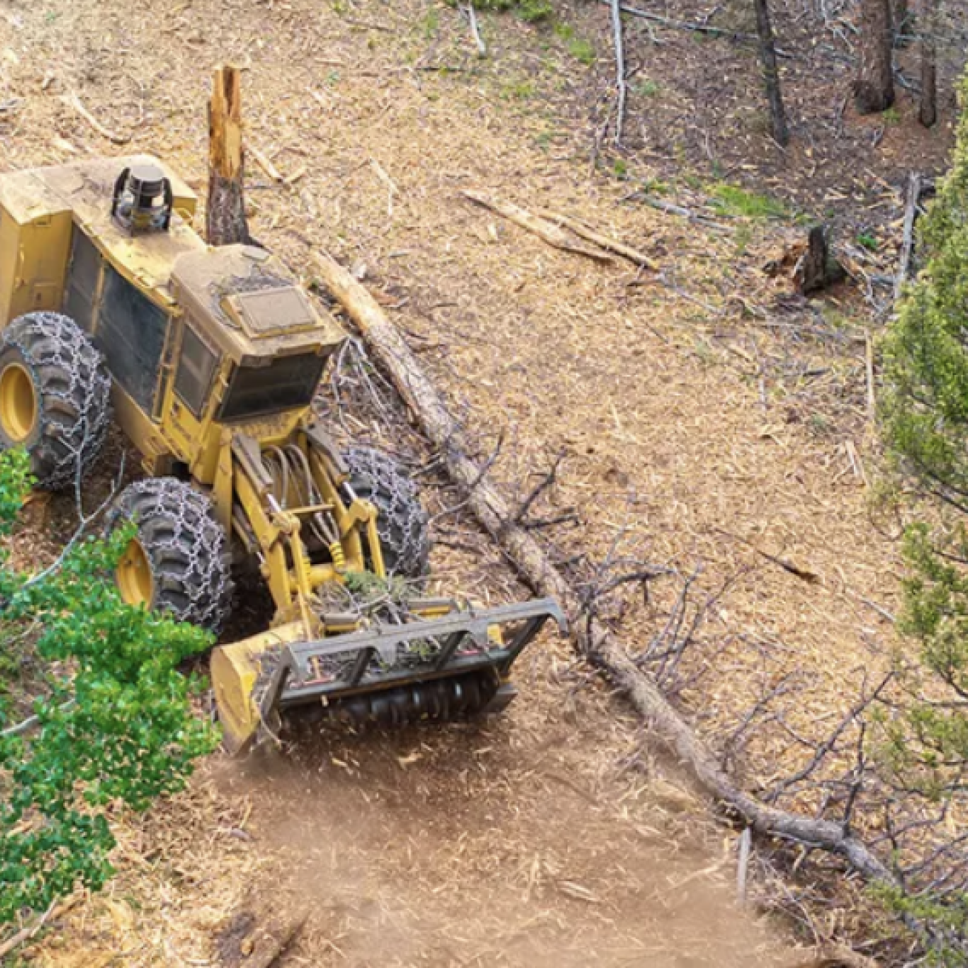 Mastication?? Near Me