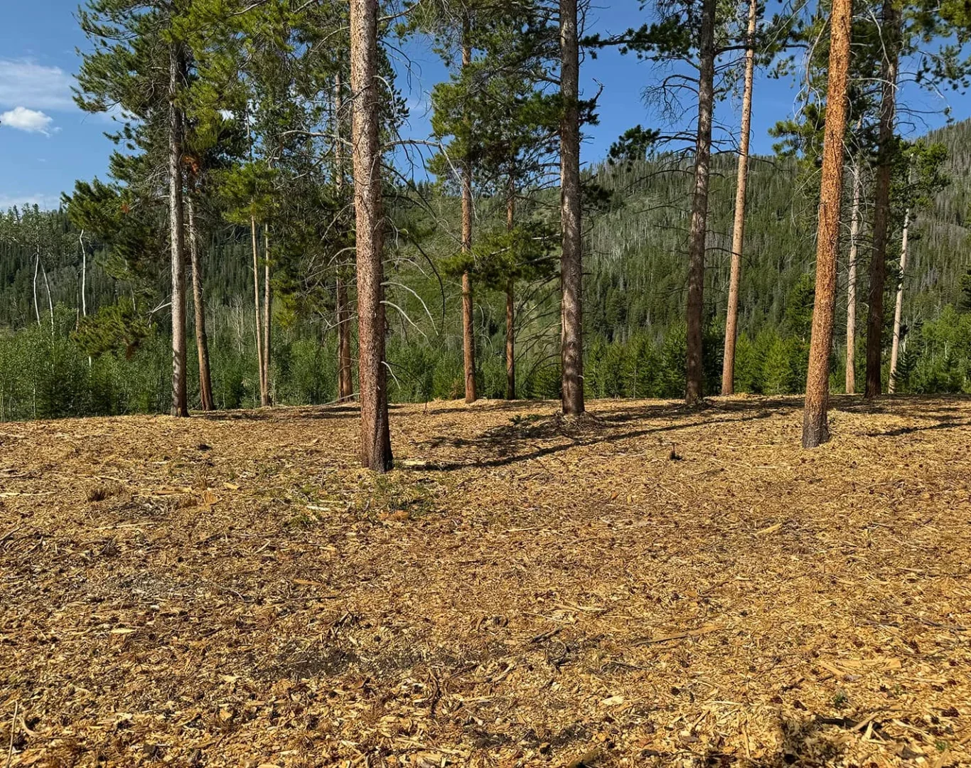 Wildfire Mitigation? Near Me