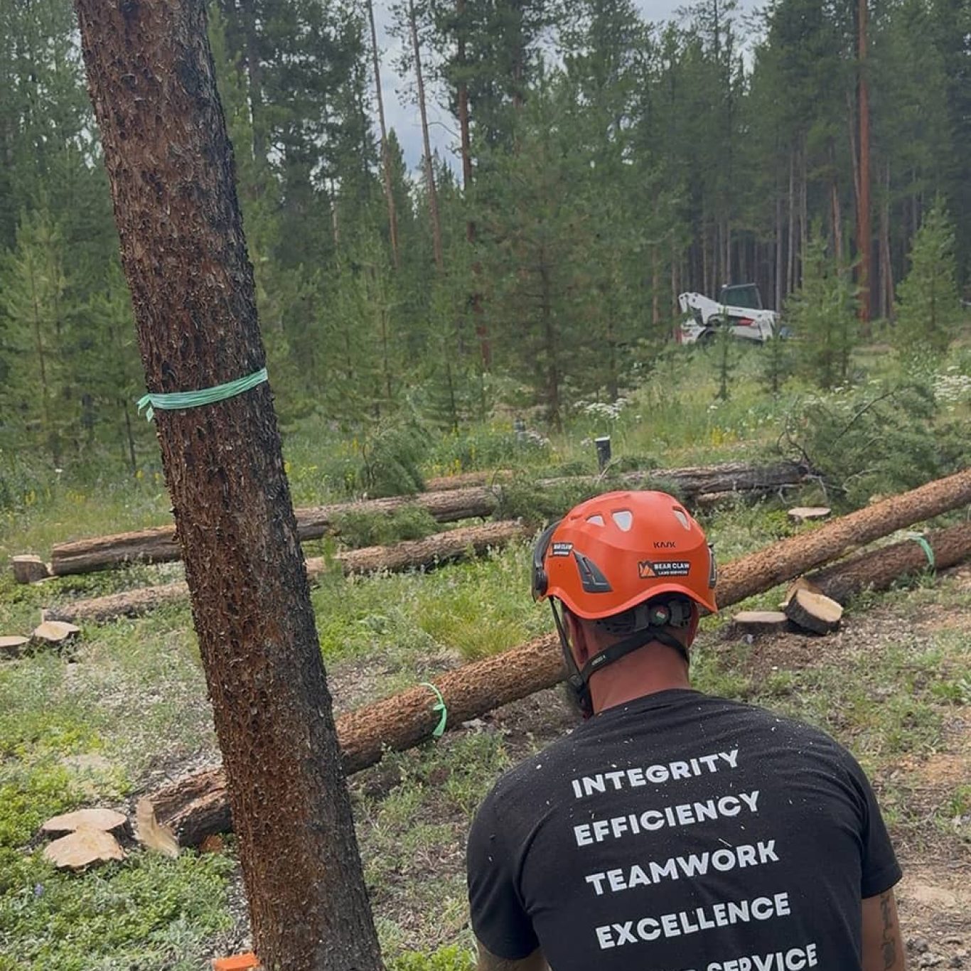 Tree Removal?? in Colorado