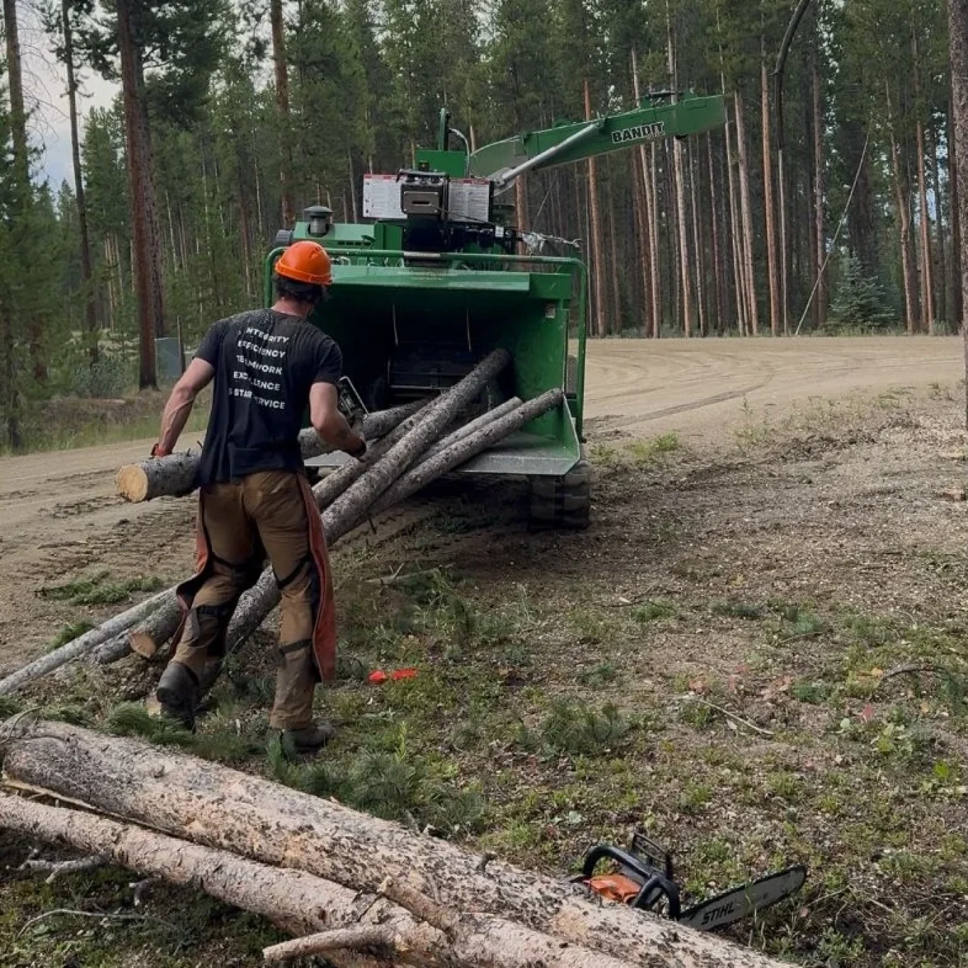 Tree Removal?? Near Me