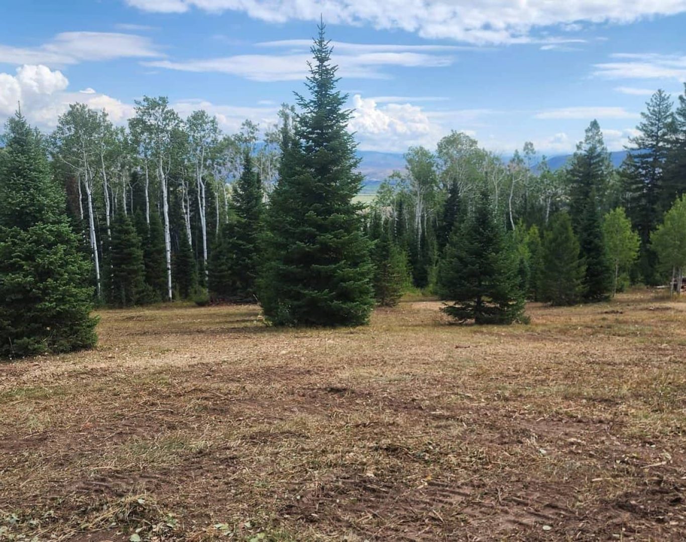 Wildfire Mitigation? in Colorado