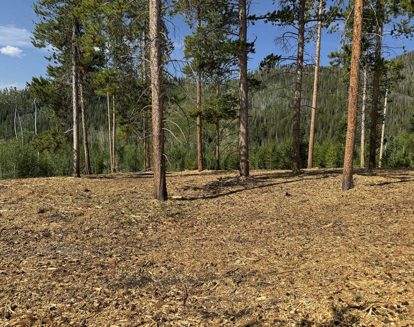 Forest Management in Colorado